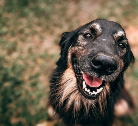 6 Signs Your Dog Needs a Professional Teeth Cleaning