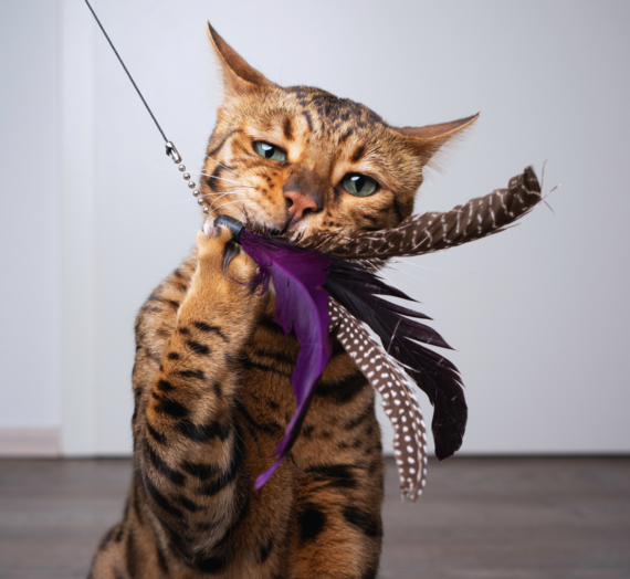 DIY Pet Toys to Save Money: Creative Ideas for Budget-Friendly Fun