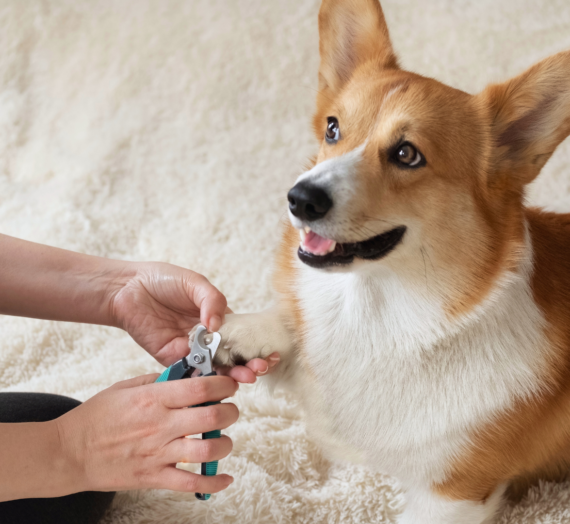 The Benefits of Regular Grooming for Your Pet’s Health: Enhancing Well-Being and Preventing Issues
