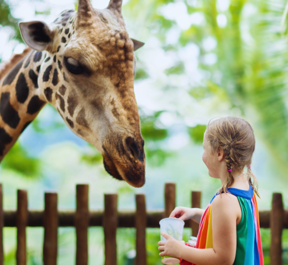 Teaching Empathy Through Animal Care: Fostering Compassion in Young Minds